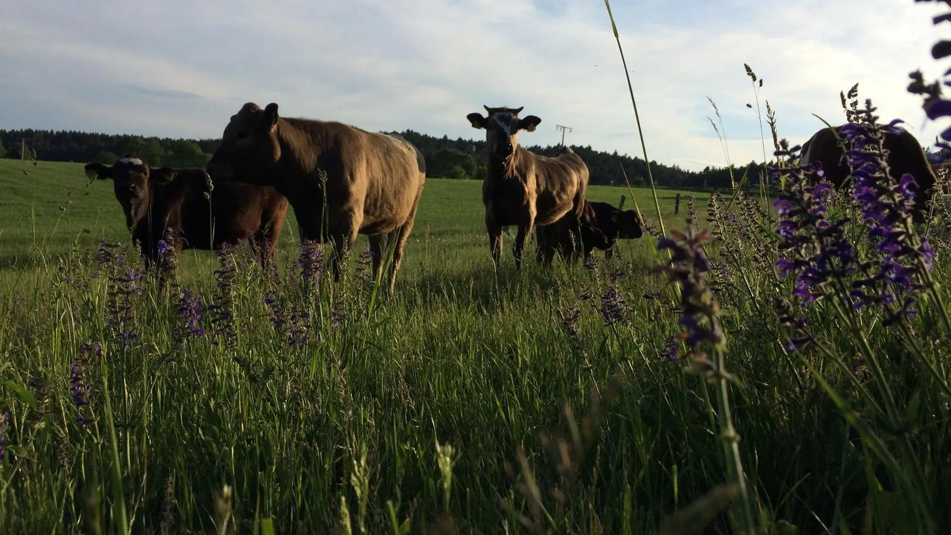 Zinipi Lodge Am Oldtimer Am Demeterhof Bei Amberg Ursensollen Holiday home